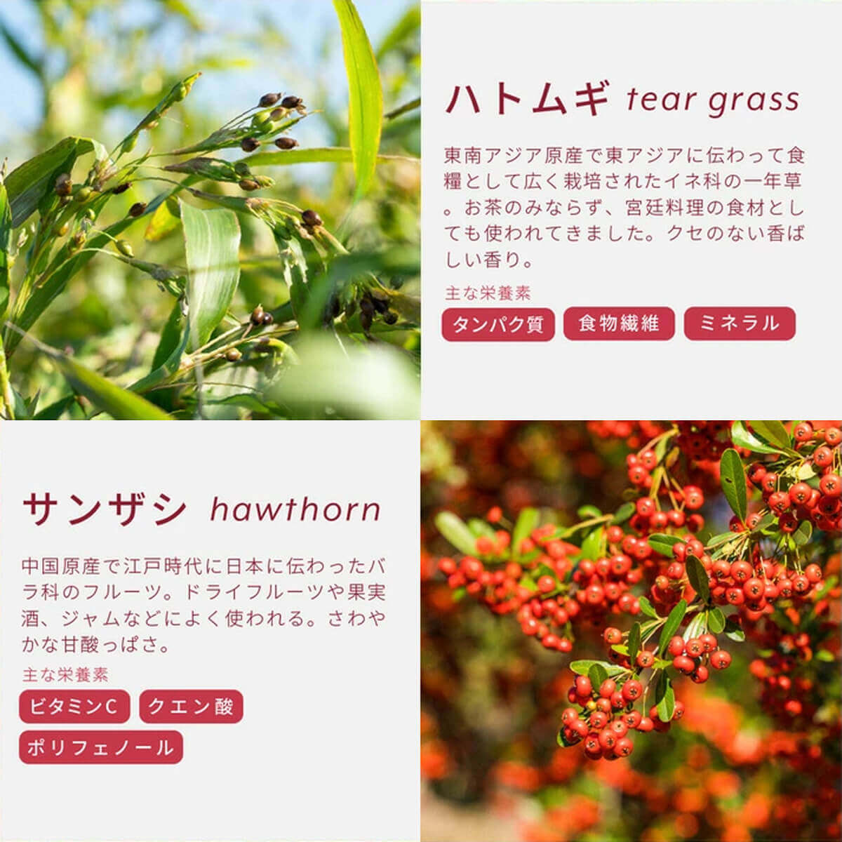 和漢×乳酸菌 Labatee（ラバティー）食べる和漢茶シリーズ